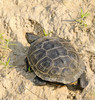 Northern Diamond-backed Terrapin (Malaclemys terrapin terrapin)