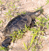 Northern Diamond-backed Terrapin (Malaclemys terrapin terrapin)