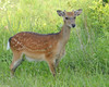 Sika Deer (Cervus nippon)