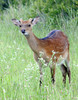 Sika Deer (Cervus nippon)