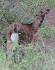 Sika Deer (Cervus nippon)