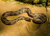 brown water snake