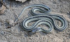 Eastern Gartersnake (Thamnophis sirtalis sirtalis)