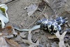 Eastern Kingsnake  (Lampropeltis getula getula)