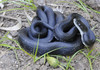 Eastern Ratsnake (Pantherophis alleghaniensis)