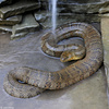 Northern Watersnake (Nerodia sipedon sipedon)