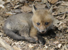 Red Fox (Vulpes vulpes)