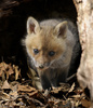 Red Fox (Vulpes vulpes)