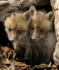 Red Fox (Vulpes vulpes)