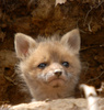 Red Fox (Vulpes vulpes)