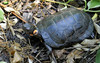 Bog Turtle (Clemmys muhlenbergii)