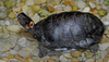 Bog Turtle (Clemmys muhlenbergii)