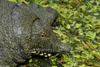 Chinese Soft Shelled Turtle (Pelodiscus sinensis)