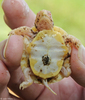 Eastern Box Turtle (Terrapene carolina carolina) - albino