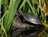 Eastern Painted Turtle (Chrysemys picta picta)