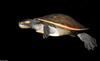 Jardine River Turtle (Emydura subglobosa)