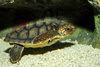 Loggerhead Sea Turtle (Caretta caretta)