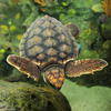 Loggerhead Sea Turtle (Caretta caretta)