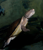 Northern Australian Snapping Turtle (Elseya dentata)