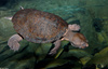 Victoria Short-necked Turtle (Emydura victoriae)