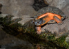 Wood Turtle (Clemmys insculpta)