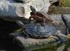 Yellow-bellied Slider (Trachemys scripta scripta)-Northern Red-bellied Cooter (Pseudemys rubrive...