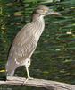 Black-crowned Night-heron (Nycticorax nycticorax)