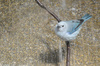 Blue-gray Tanager (Thraupis episcopus)