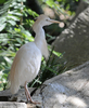 Cattle Egret (Bubulcus ibis)