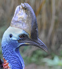 Double-Wattled Cassowary (Casuarius casuarius)