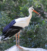 White Stork (Ciconia ciconia)