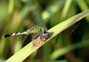 Common Green Darner (Anax junius)