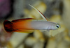 Fire Dartfish (Nemateleotris magnifica)