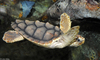 Loggerhead Sea Turtle (Caretta caretta)