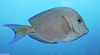 Blue Tang (Acanthurus coeruleus)