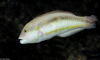 Slippery Dick (Halichoeres bivittatus)