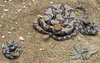 Northern copperhead (Agkistrodon contortrix mokason)