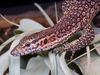 Peacock monitor, Varanus auffenbergi