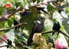 Sus fotos de Coeligena prunellei son de Coeligena torcuata. Envío fotos de Coeligena prunellei t...