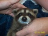 baby raccoon