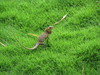 Cameleon !! :)