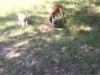 wolf's female n male male taller
