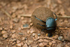 Dung beetle