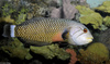 Dragon Wrasse (Novaculichthys taeniourus)