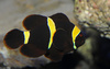 Maroon Clownfish (Premnas biaculeatus)