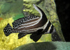 Spotted Drum (Equetus punctatus)