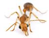 ant