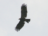Black Eagle