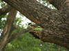 Long-tailed Shrike ( Lanius schach )