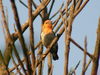 Cabai Jawa / Scarlet-headed Flowerpecker